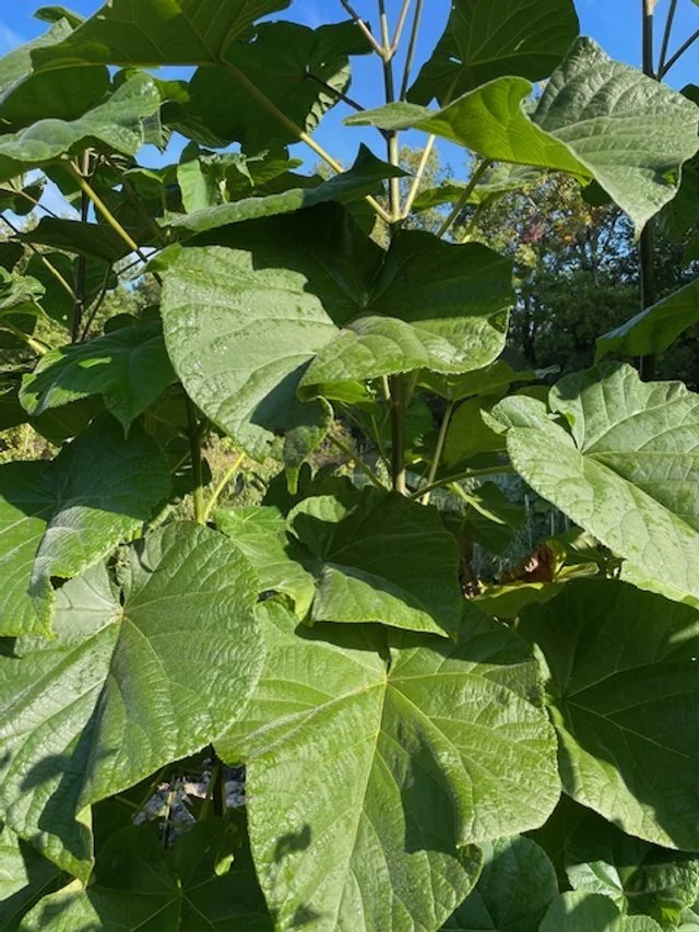 Paulownia "Tomentosa"