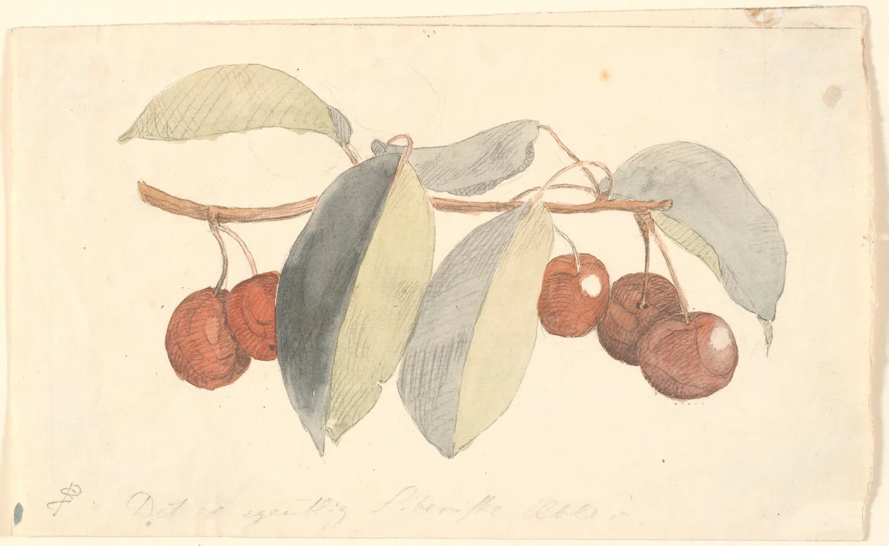 Cerisier Bigarreau "de mai"