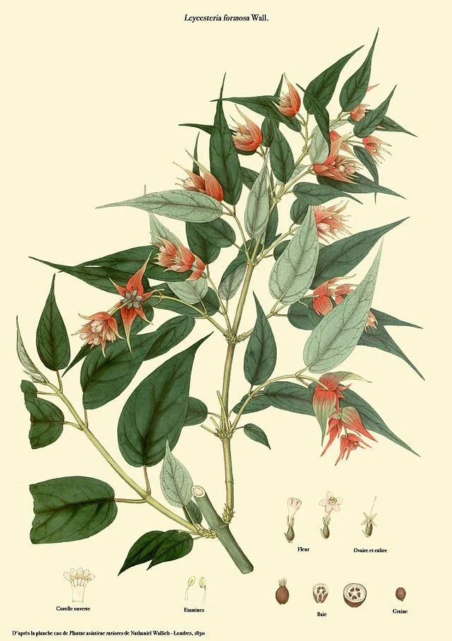 Arbre aux faisans - Chèvrefeuille de l'Hymalaya - Leycesteria formosa