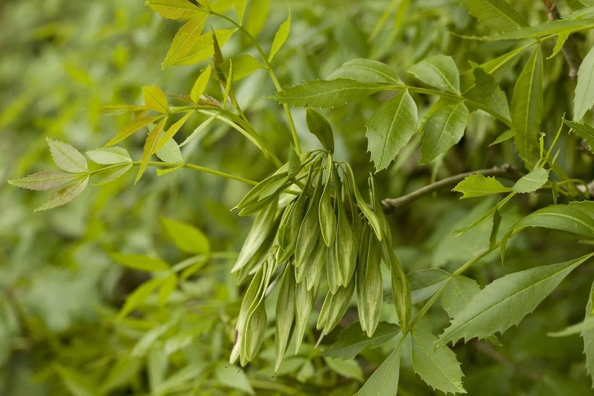 Frêne oxyphylle