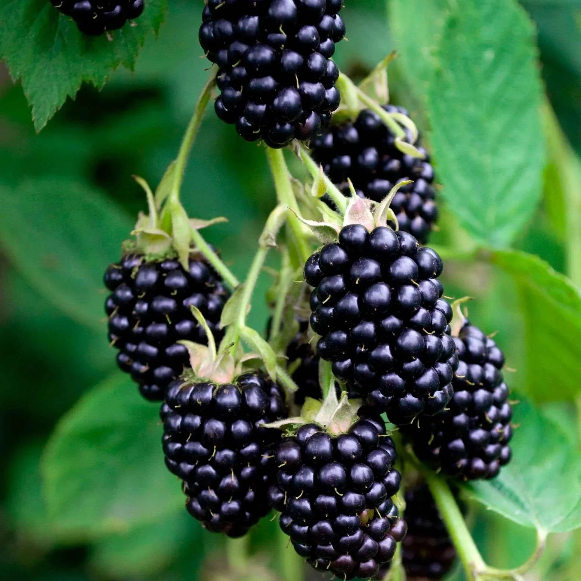 Mûrier "Black Satin"