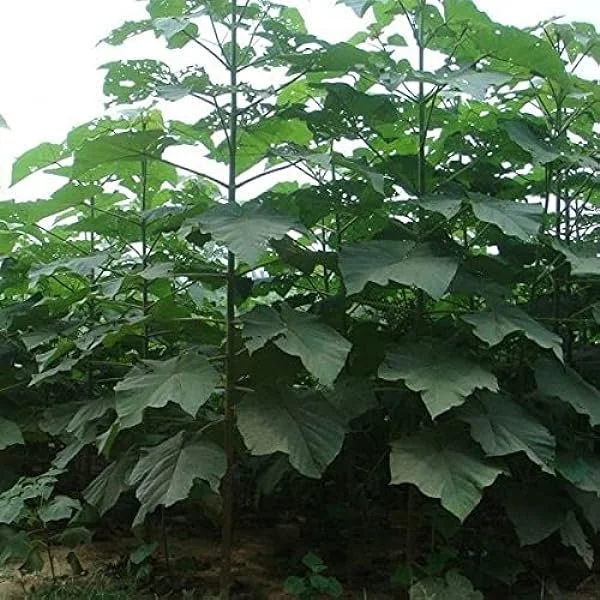 Paulownia "Elongata"