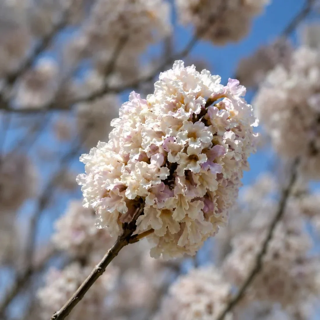 Paulownia "Fortunei"