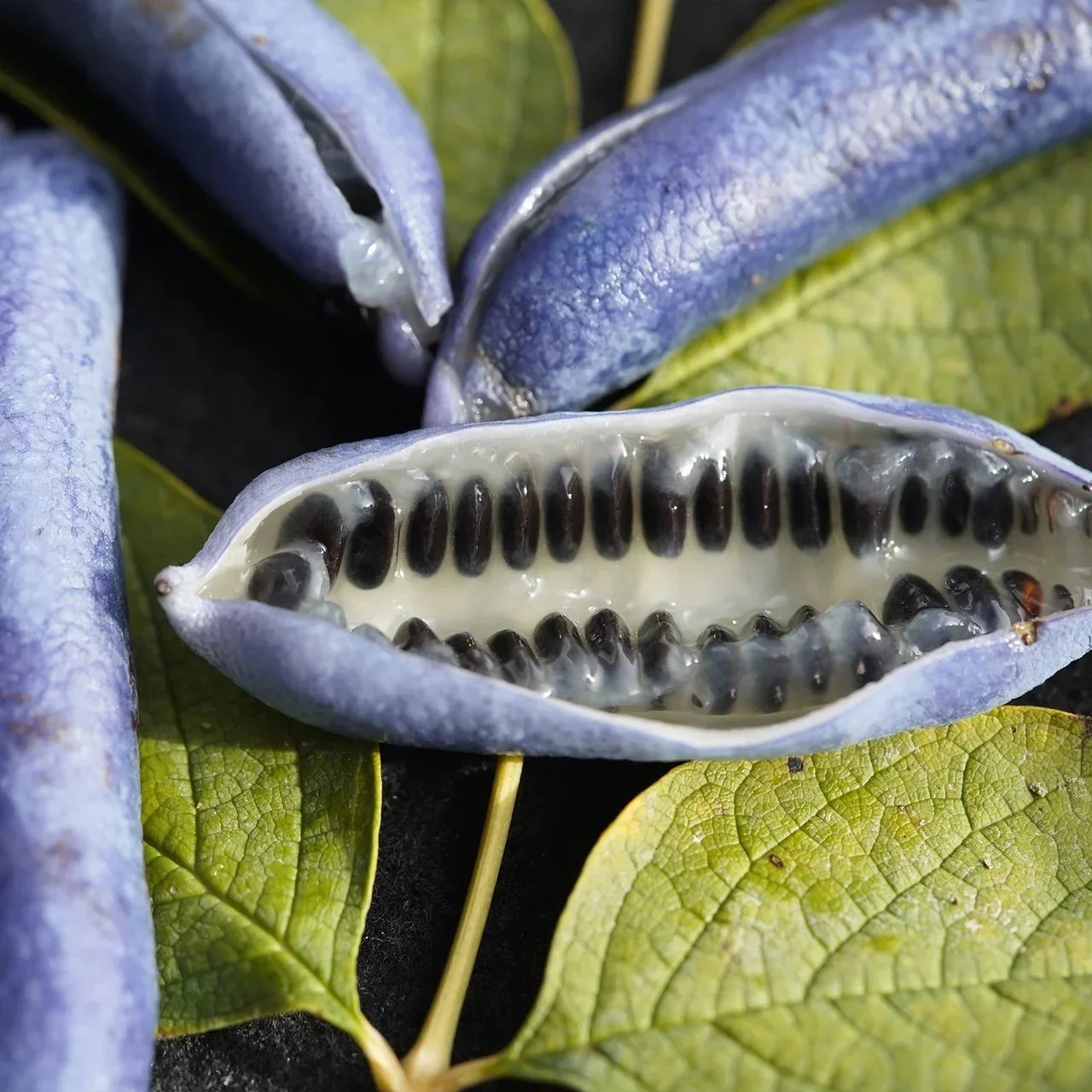Arbre aux haricots bleus