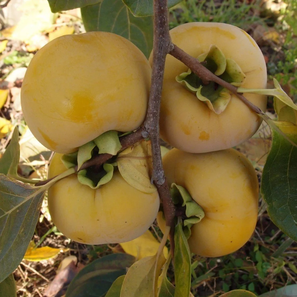 Kaki "Gora Roman Kosh"