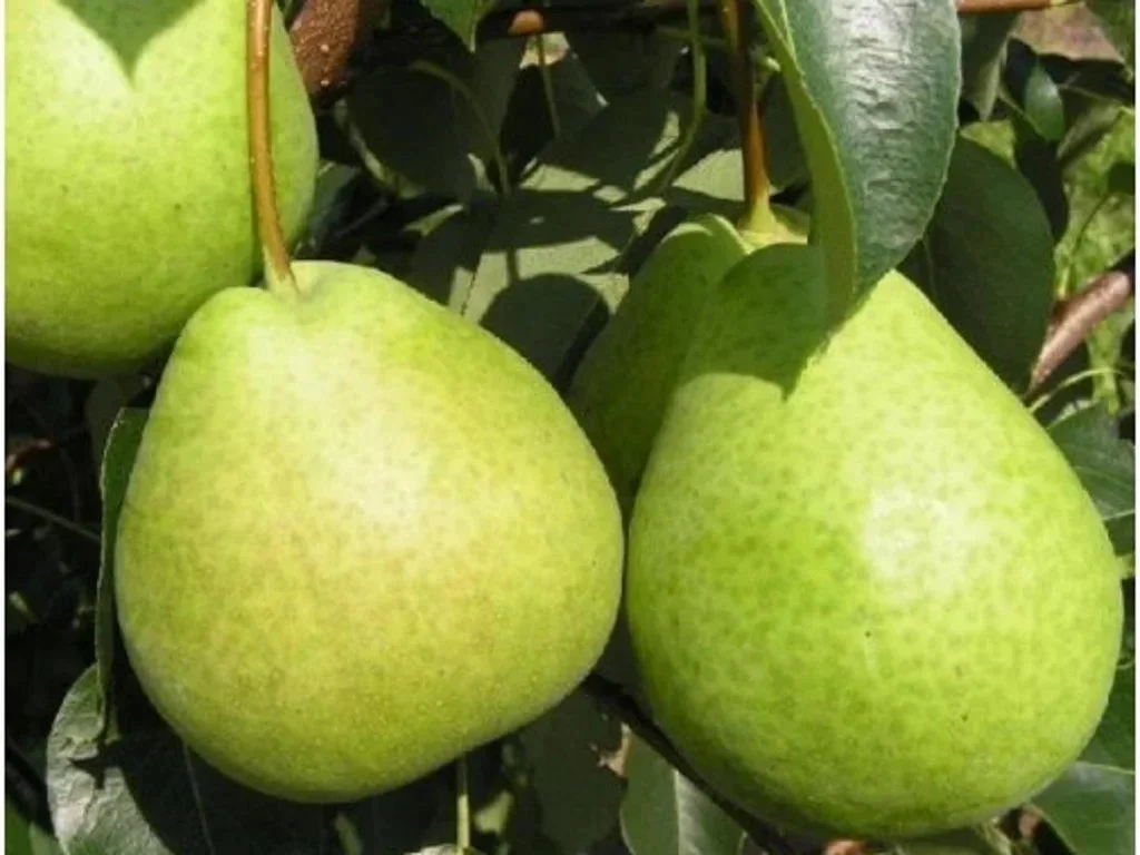 Nashi "Tsu-Li"