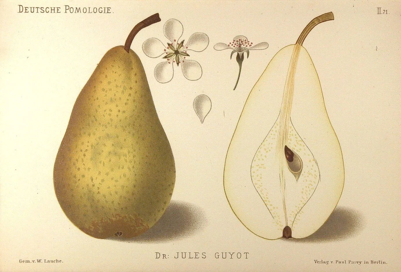 Poirier "Dr Jules Guyot"