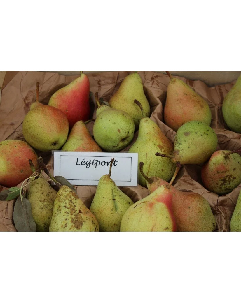 Poirier "Légipont" "Fondante de Charneux"