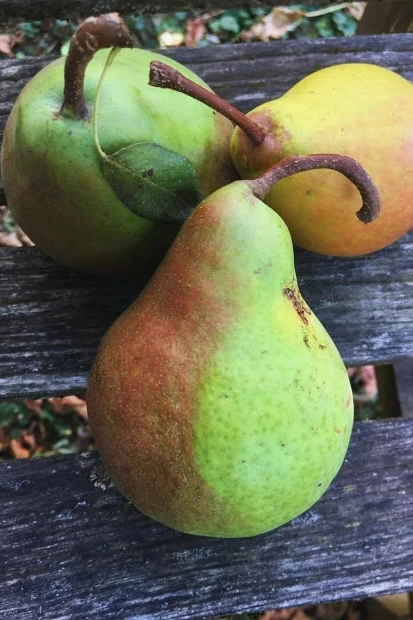 Poirier "Sucrée verte" "Sucrée de Montluçon"