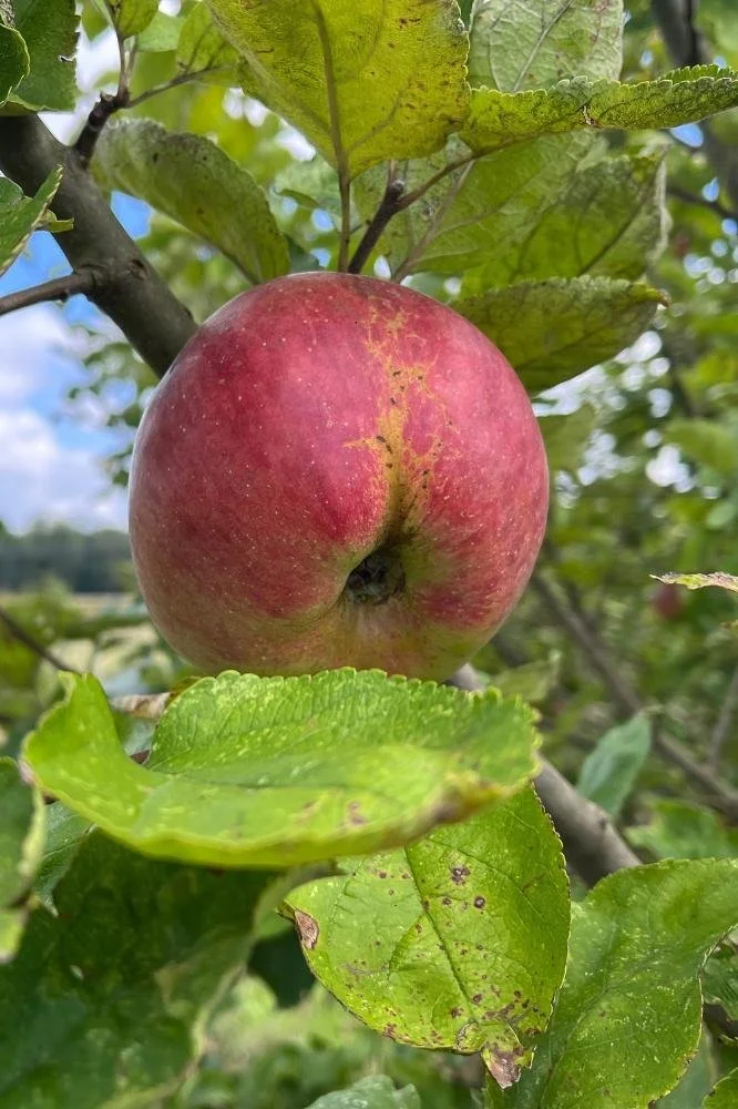 Pommier "Pomme de Fer"