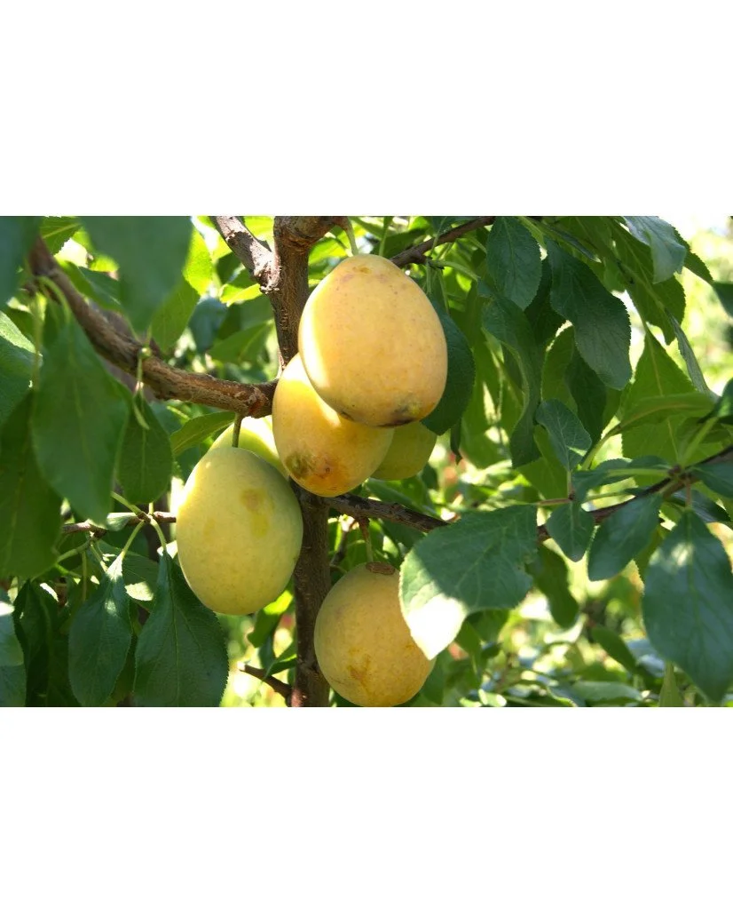 Prunier "Goutte d'or"