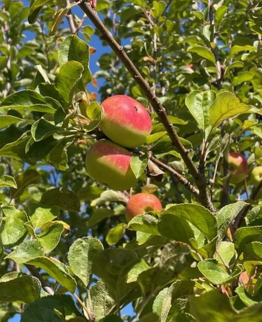 Pommier "Passe gelées"