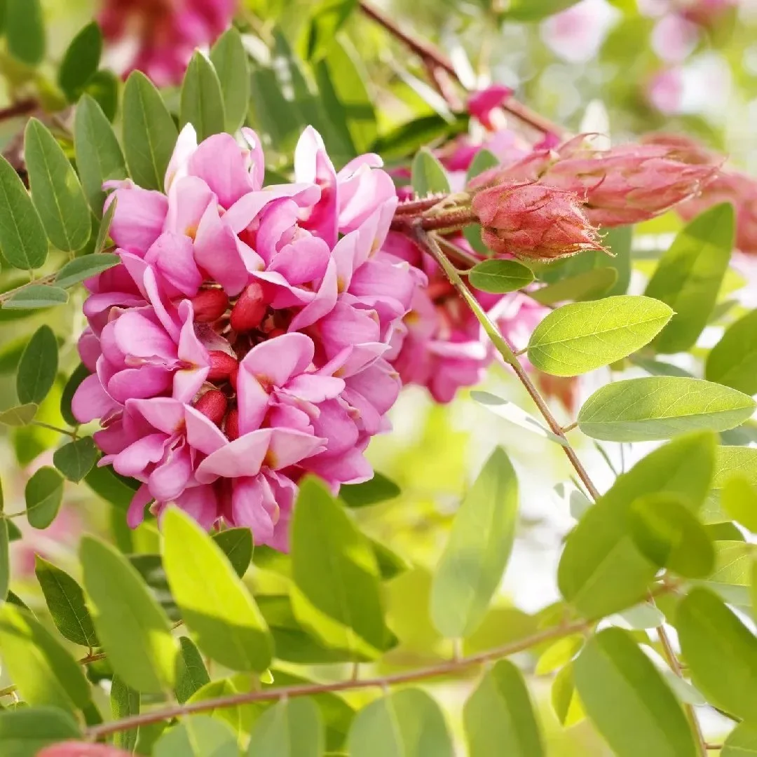 Robinia viscosa