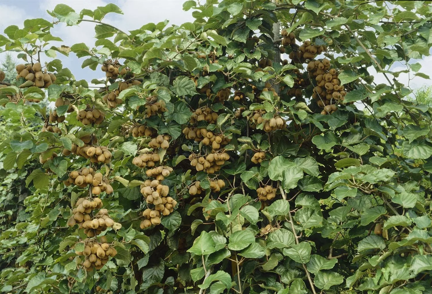 5b Kiwi Boskoop.jpg