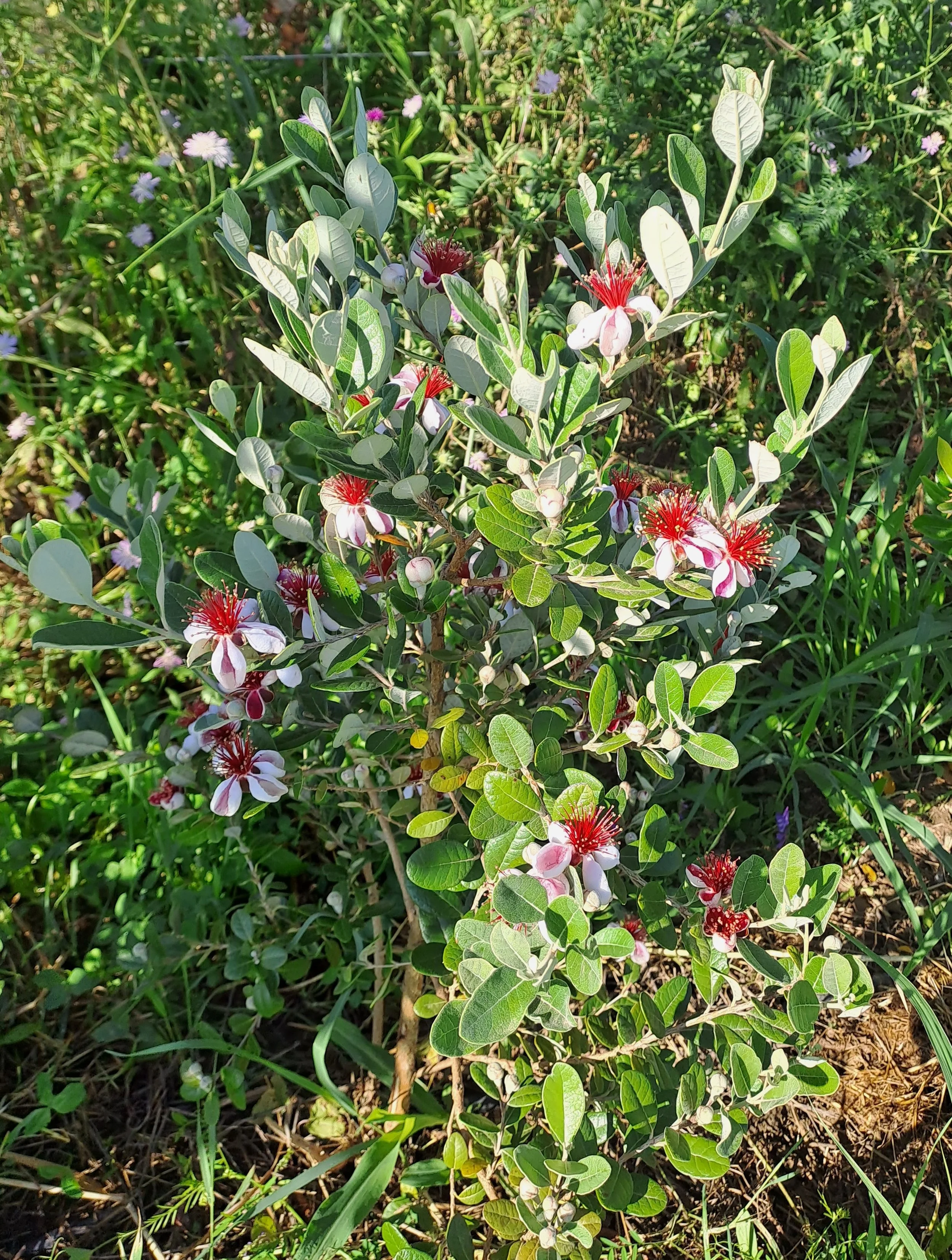 feijoa_coolidge_2.jpg