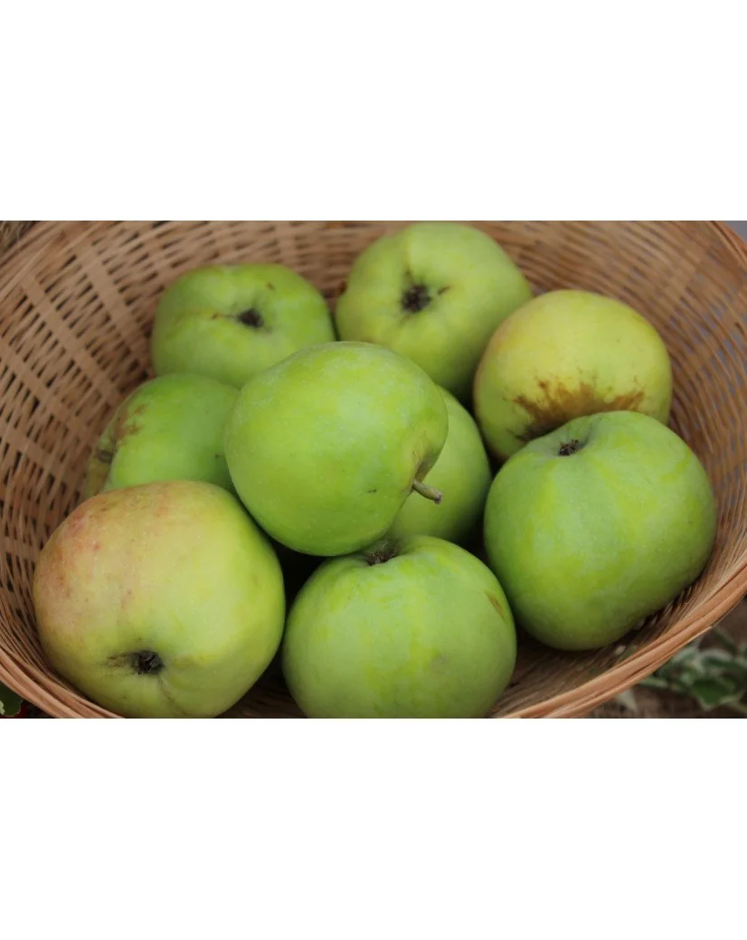 Pommier "Cwastress"