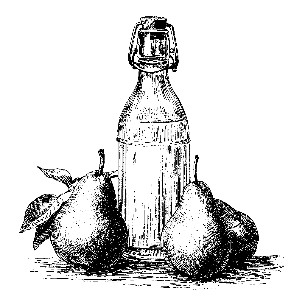 Poirier à poiré "Antricotin"