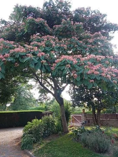 albizia3.jpg