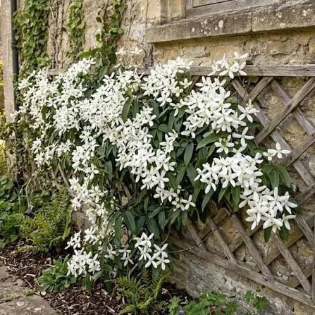 clematite.jpg