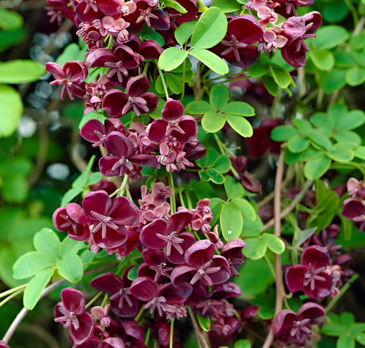Akébie à cinq feuilles - "Akebia quinata"