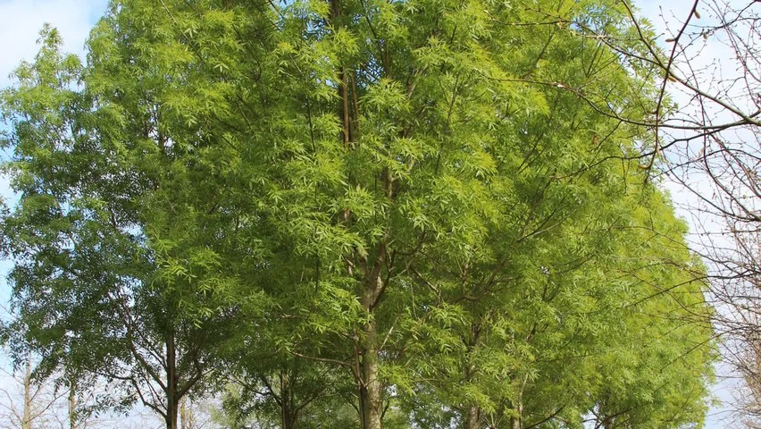 fraxinus-angustifolia-raywood-high-stem-1_1.jpg
