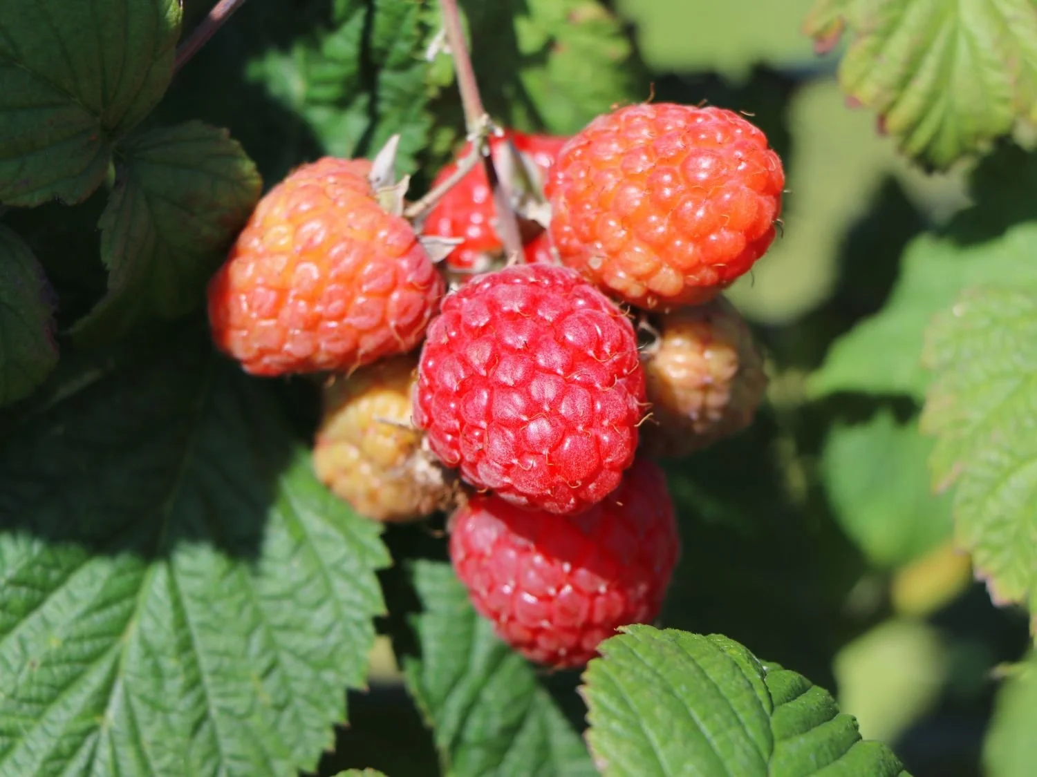 Framboisier "Yummi"