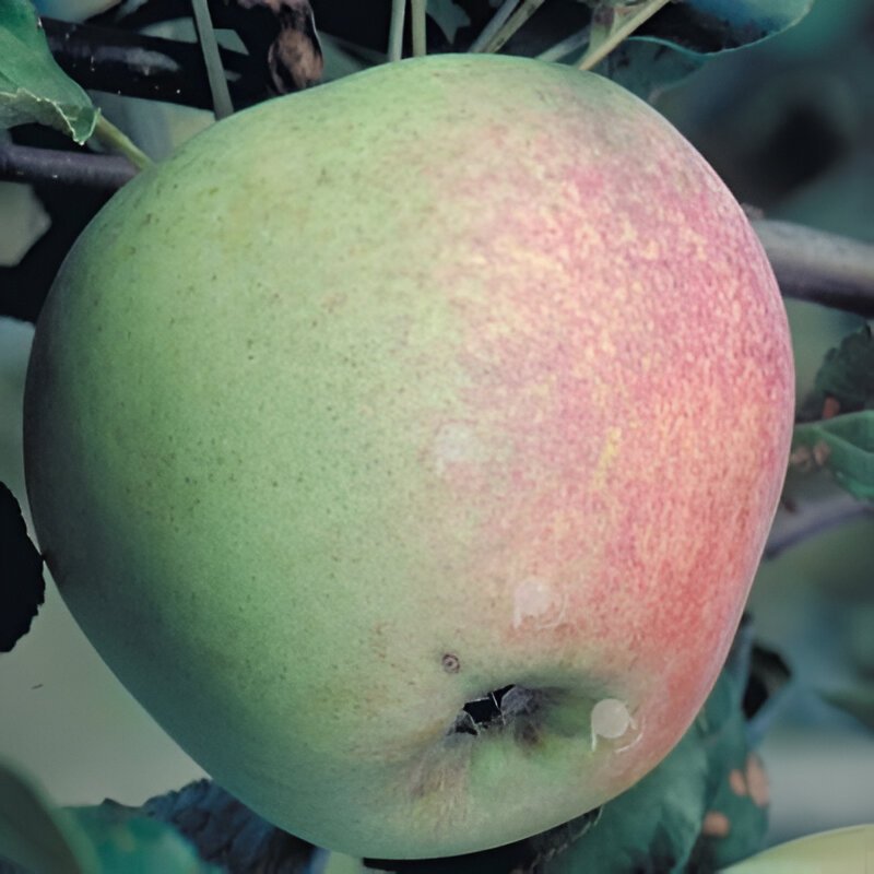 pommier_trompe_gelee.jpg