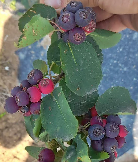 Honeywood - Amélanchier à feuilles d'aulne