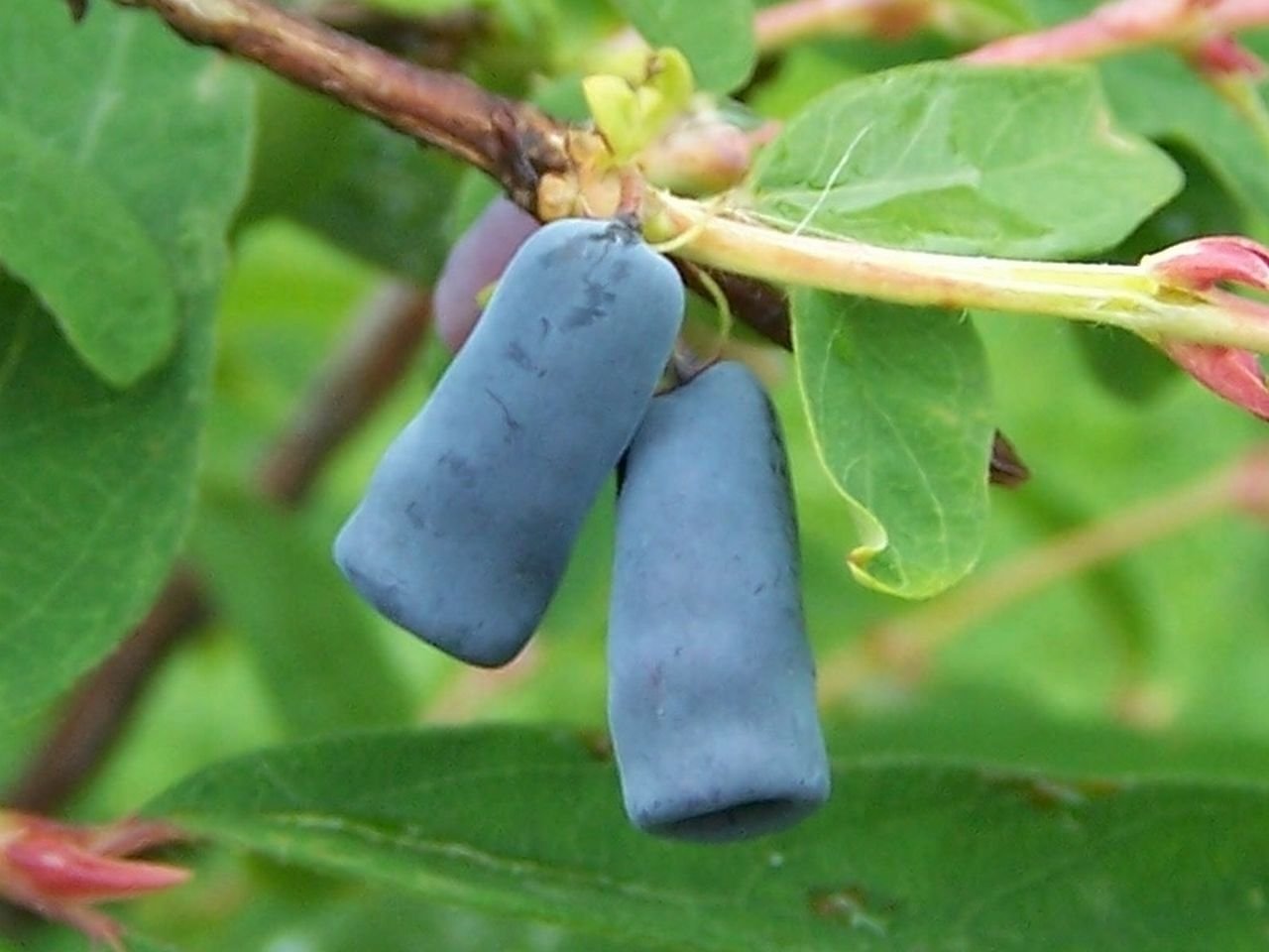 Baie de mai "Kiev n°8" - Honeyberry