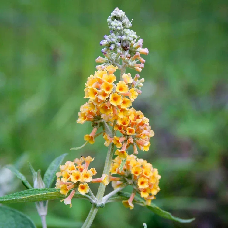 Buddleja-Sun-Gold-Canva-2-51405032.webp