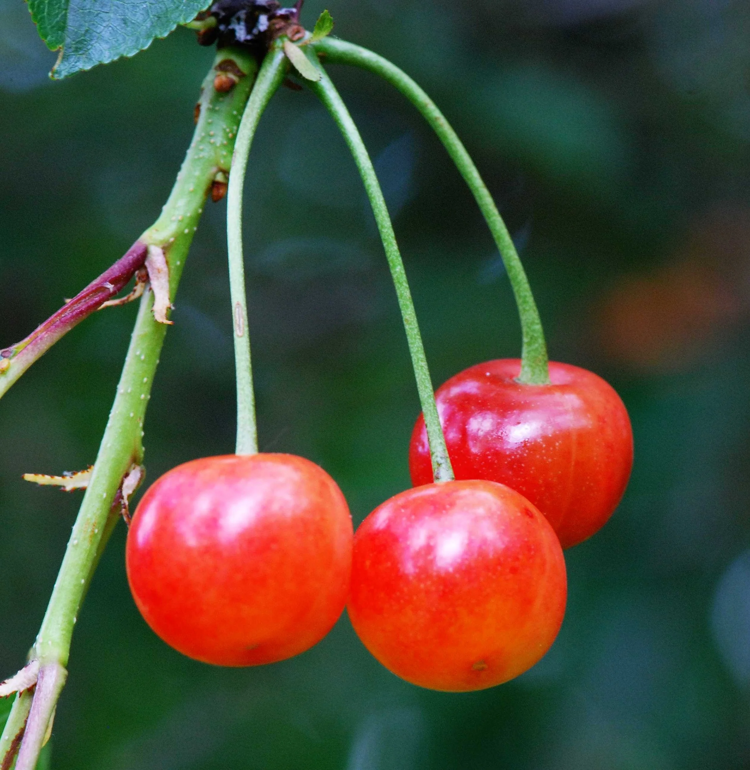 Cerisier Griotte "de Montmorency"