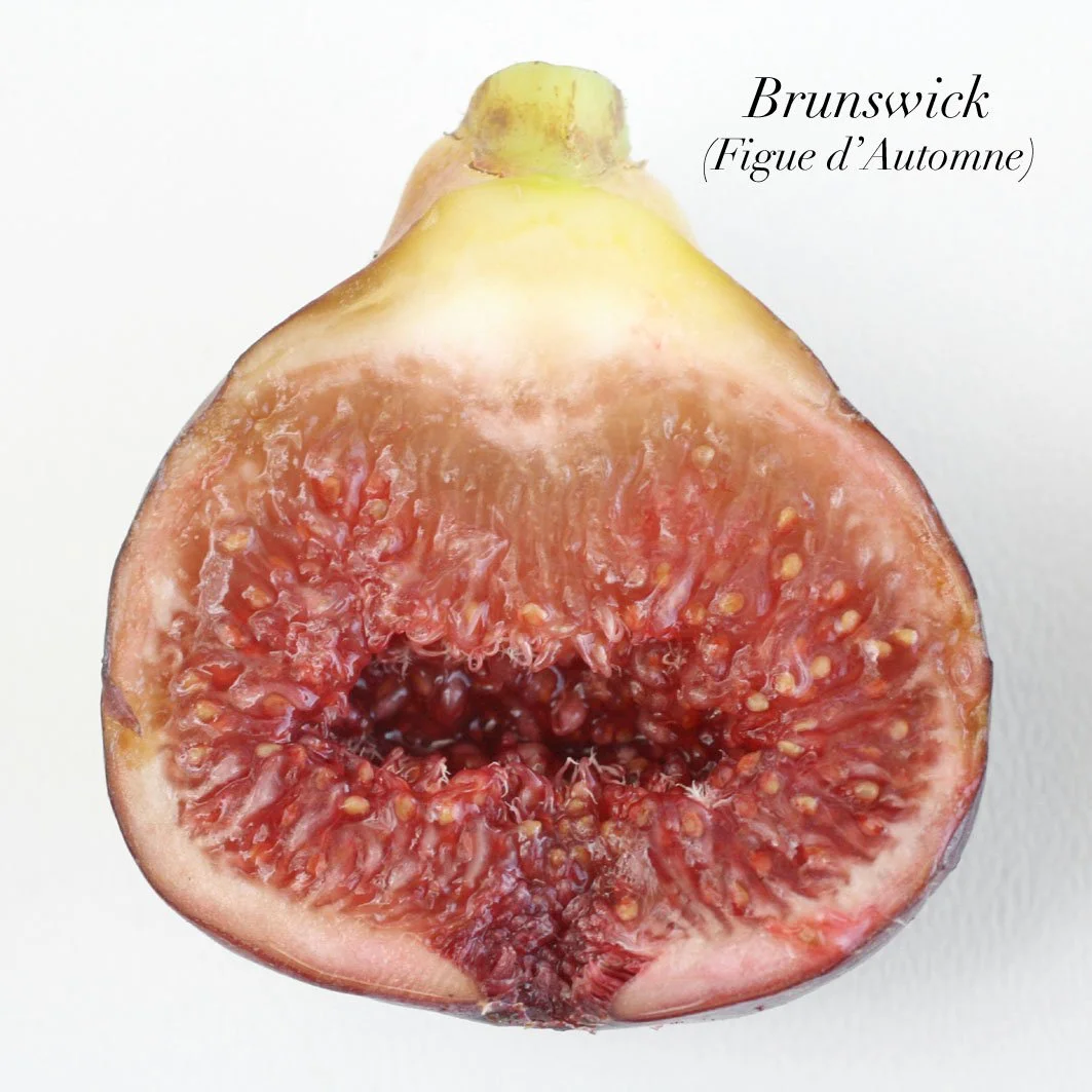 figuier brunswick-2-2.jpg