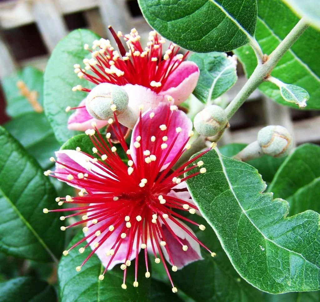 1b Feijoa Gemini Floraison.jpeg