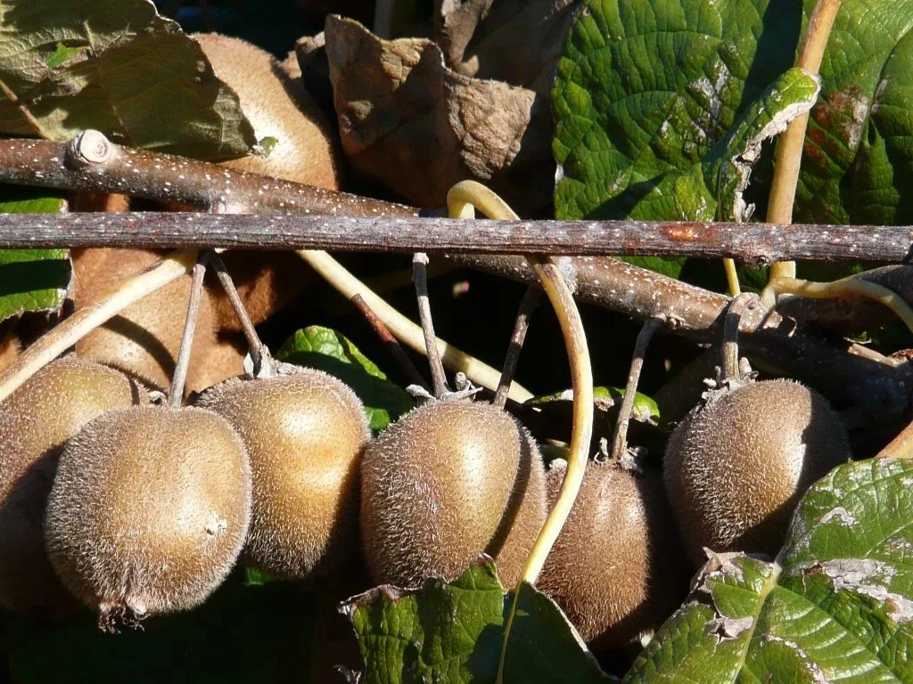5a Kiwi Boskoop.jpg