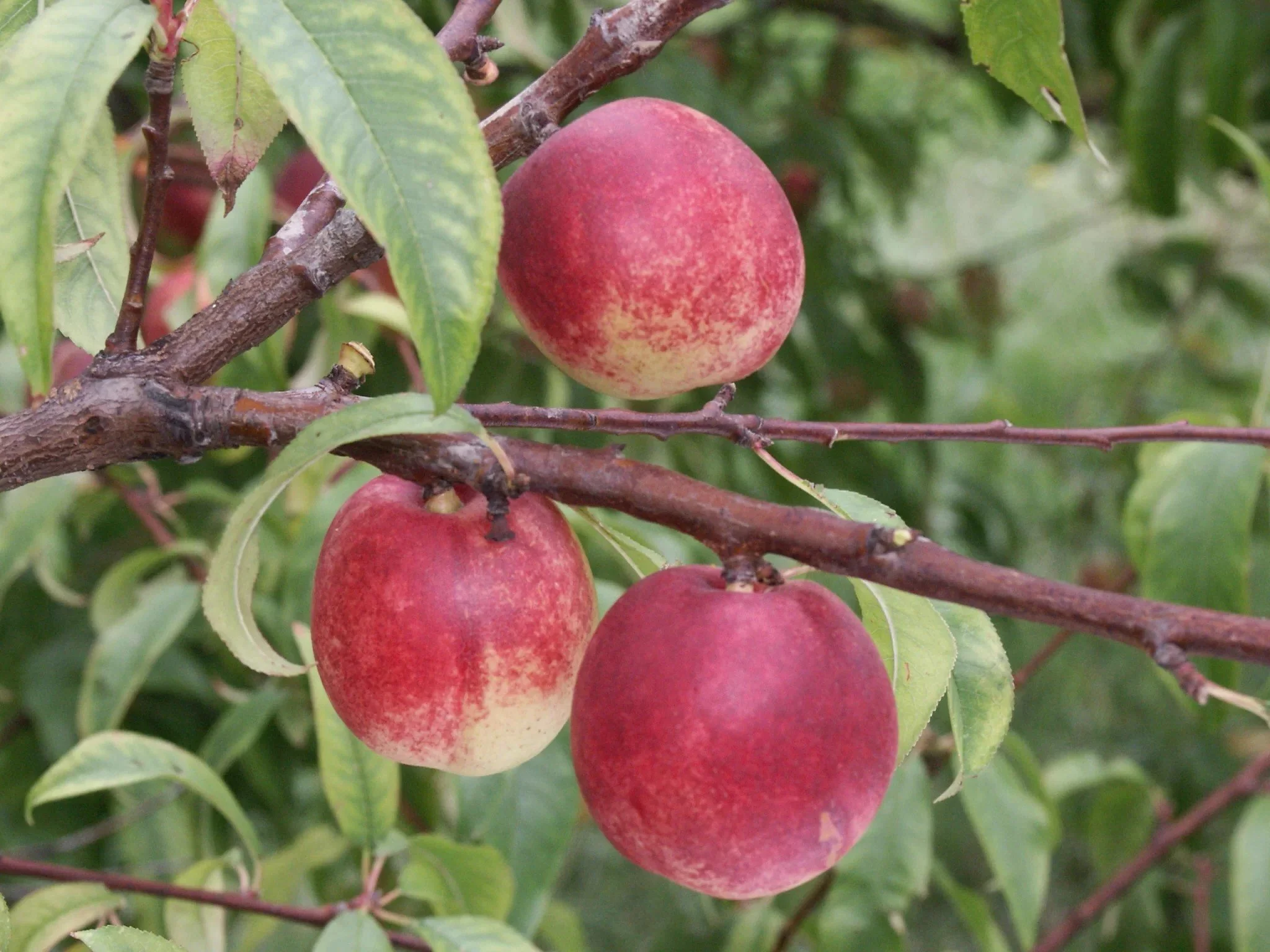 Brugnon "Rosé de septembre"
