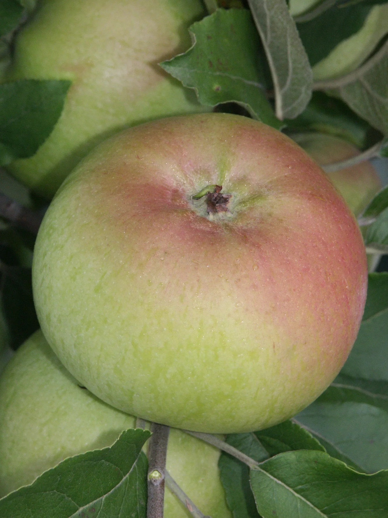Pommier "Calville Roi"