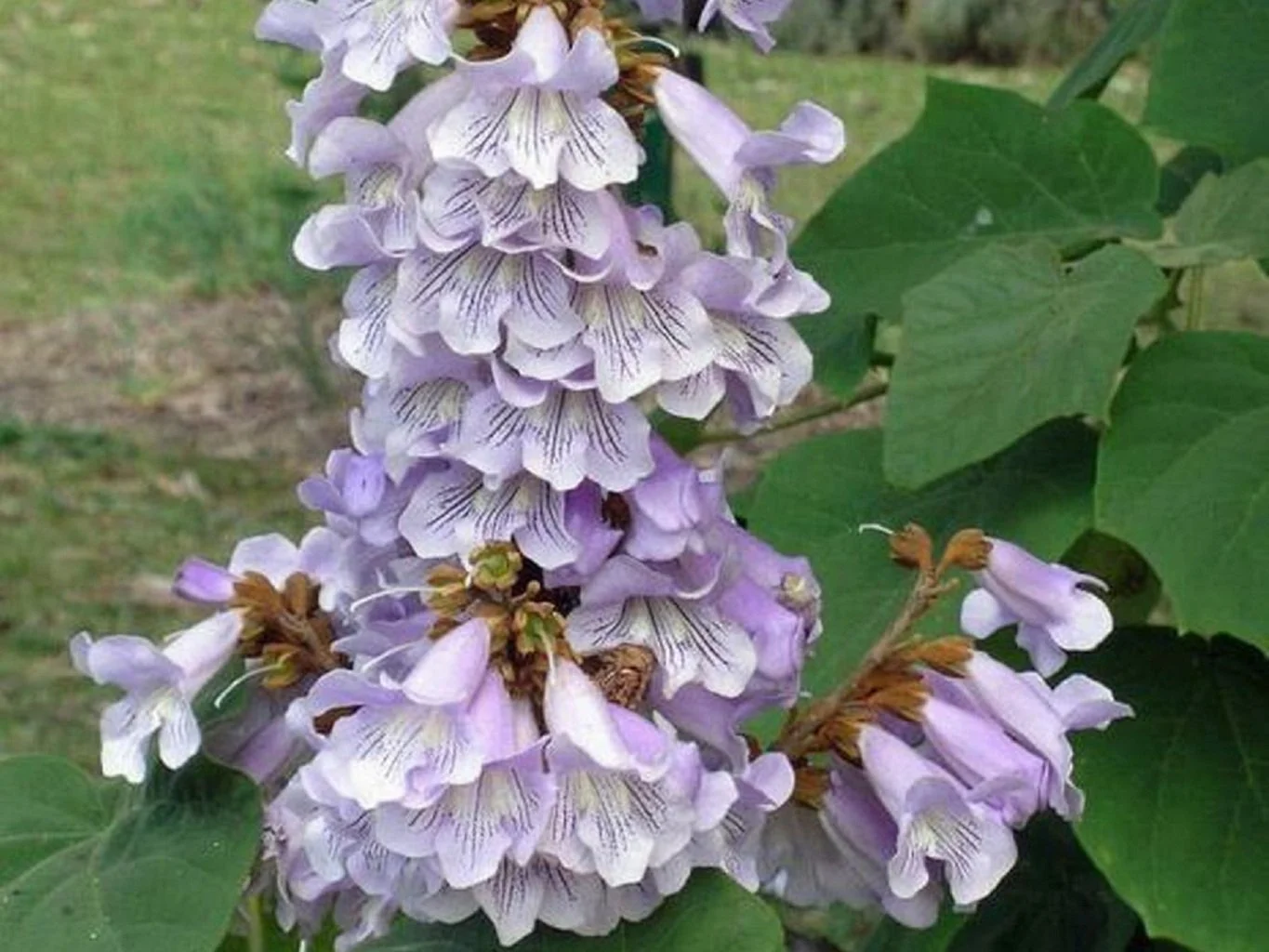 paulownia_fortunei.jpg