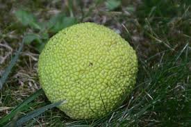 Oranger des Osages - Maclura pomifera