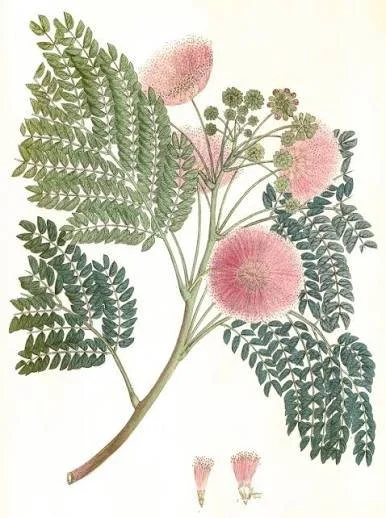albizia2.jpg