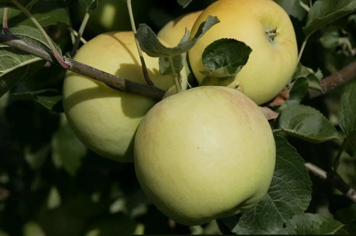 Pommier "Transparente de Croncels"