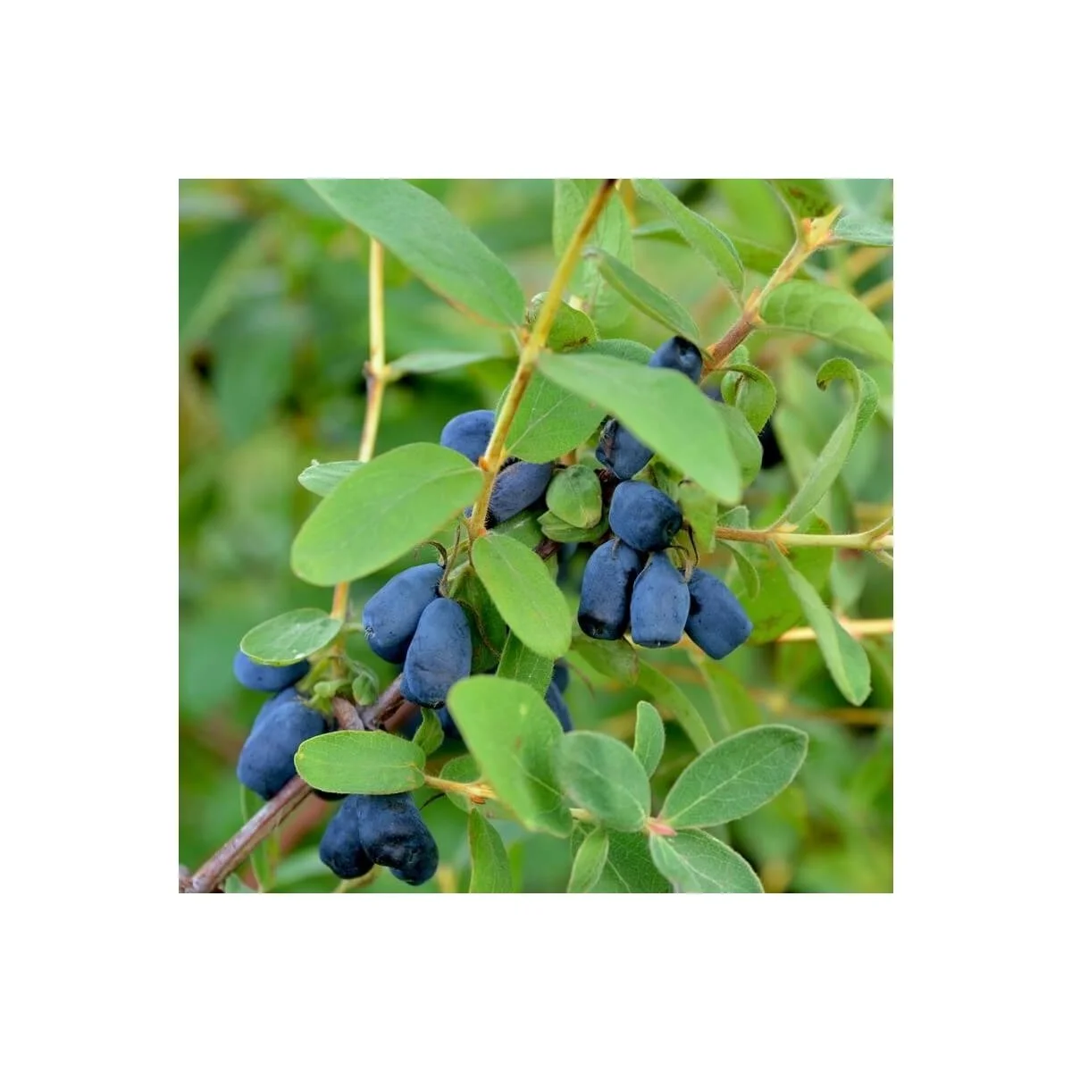 lonicera-kamtschatica-sinoglaska-baie-de-mai-de-siberie.jpg