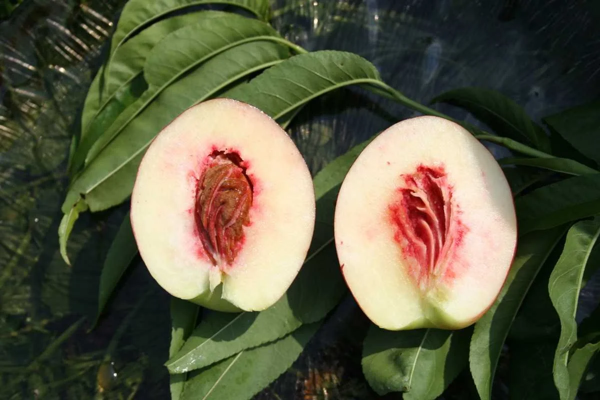 Nectarine blanche "Fuzalode"
