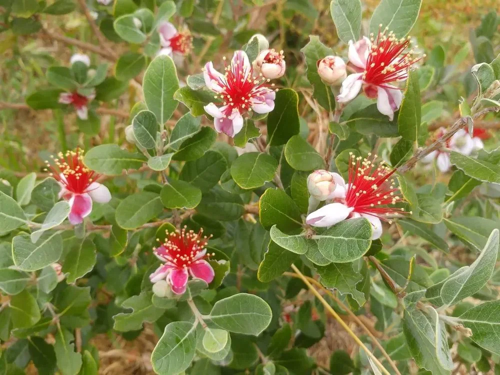 3b Feijoa Marian.jpg