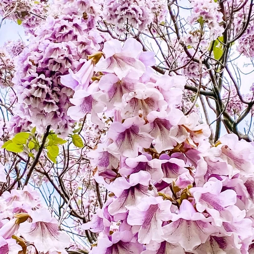 paulownia_en_pot_d93ece81f5.jpg