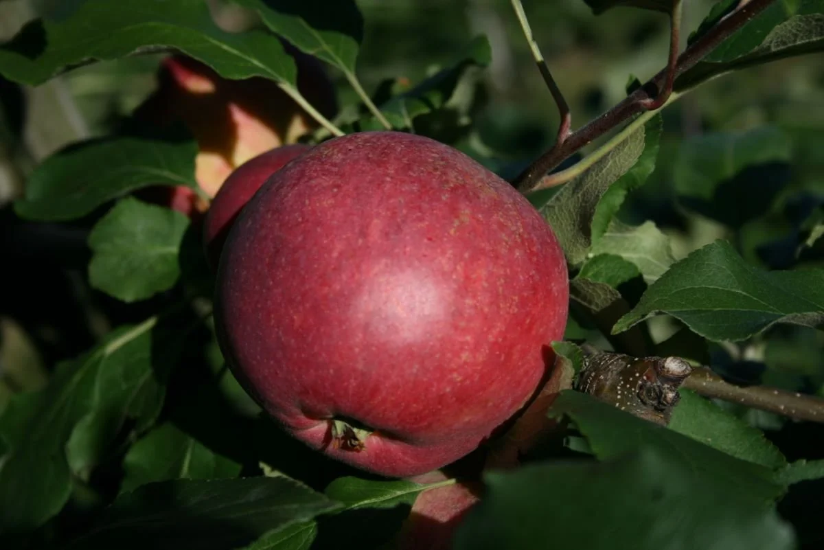 Pommier "Astrakan Rouge"