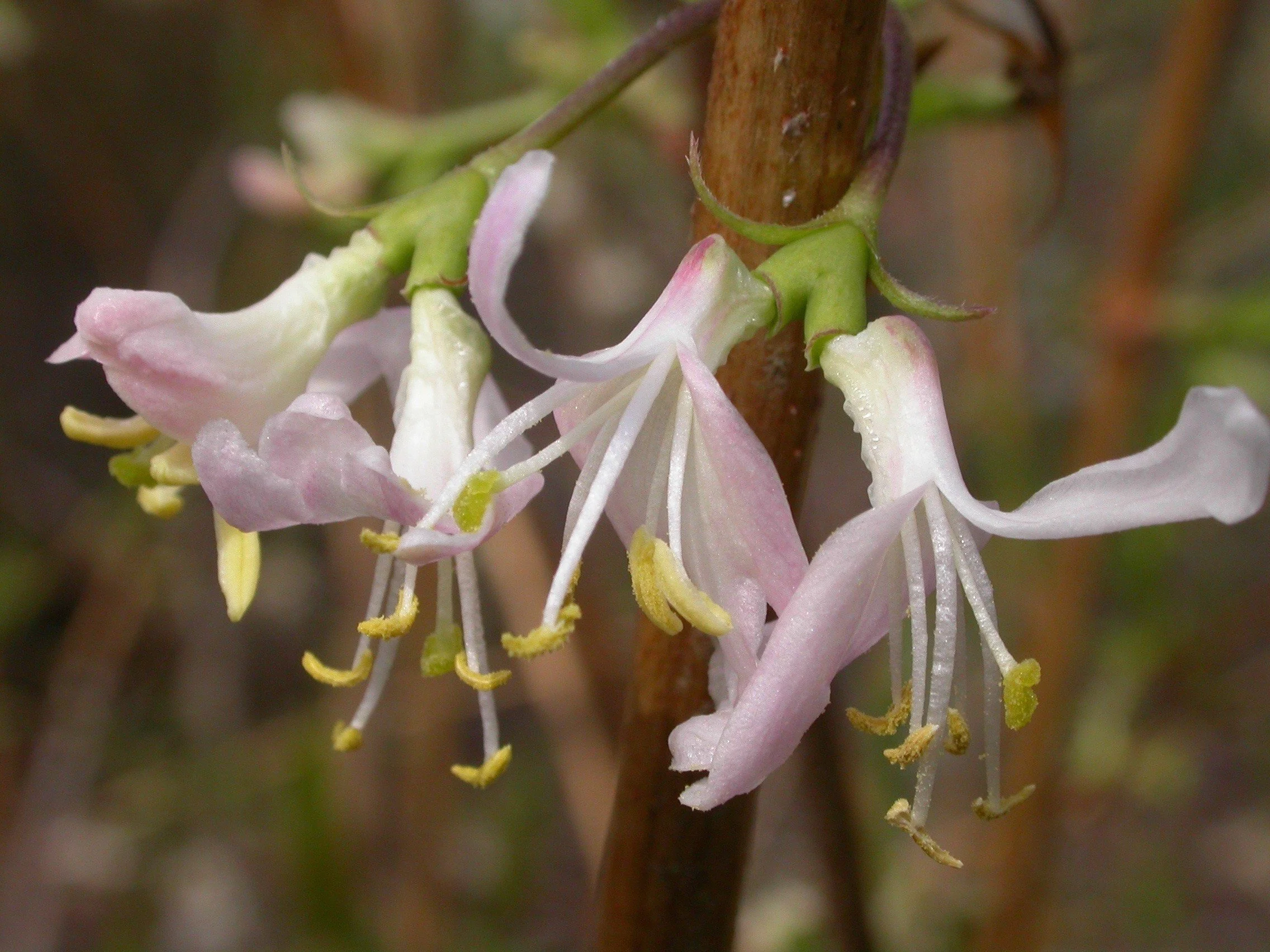 11a Lonicera standishii.jpg