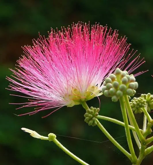 albizia.jpg