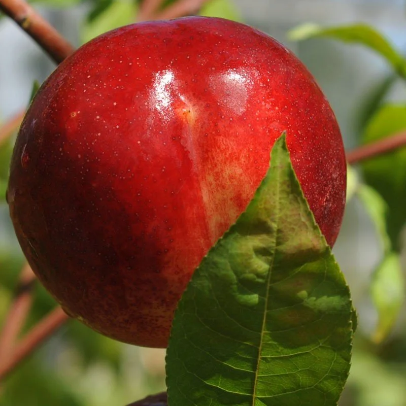 Nectarine "Lord Napier"