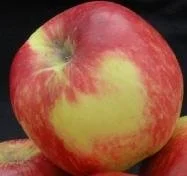 Pommier "Peasgood's Nonsuch"