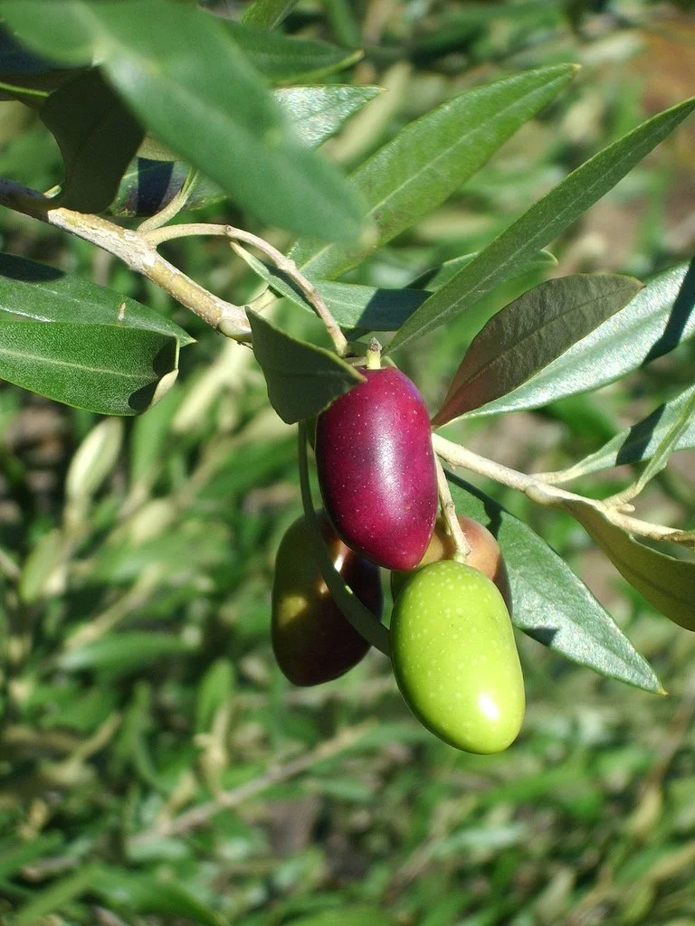 Ripening_olives.jpg